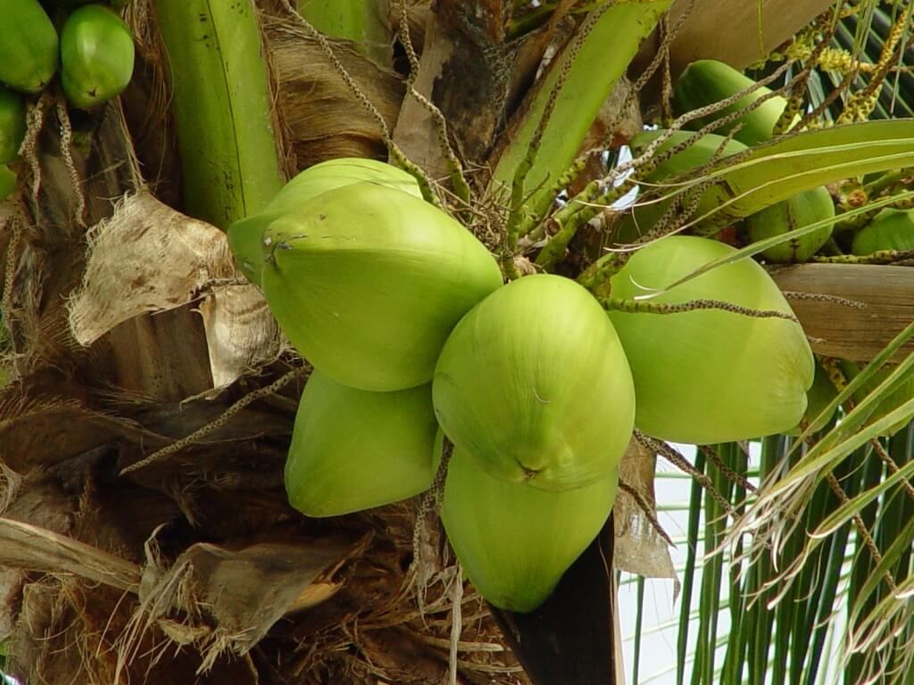 health-benefits-of-drinking-coconut-water