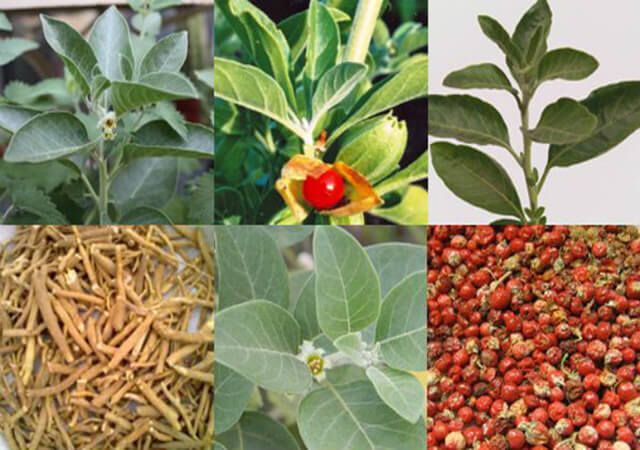 The-Amazing-Ayurvedic-Medicinal-Plant-Ashwagandha_3