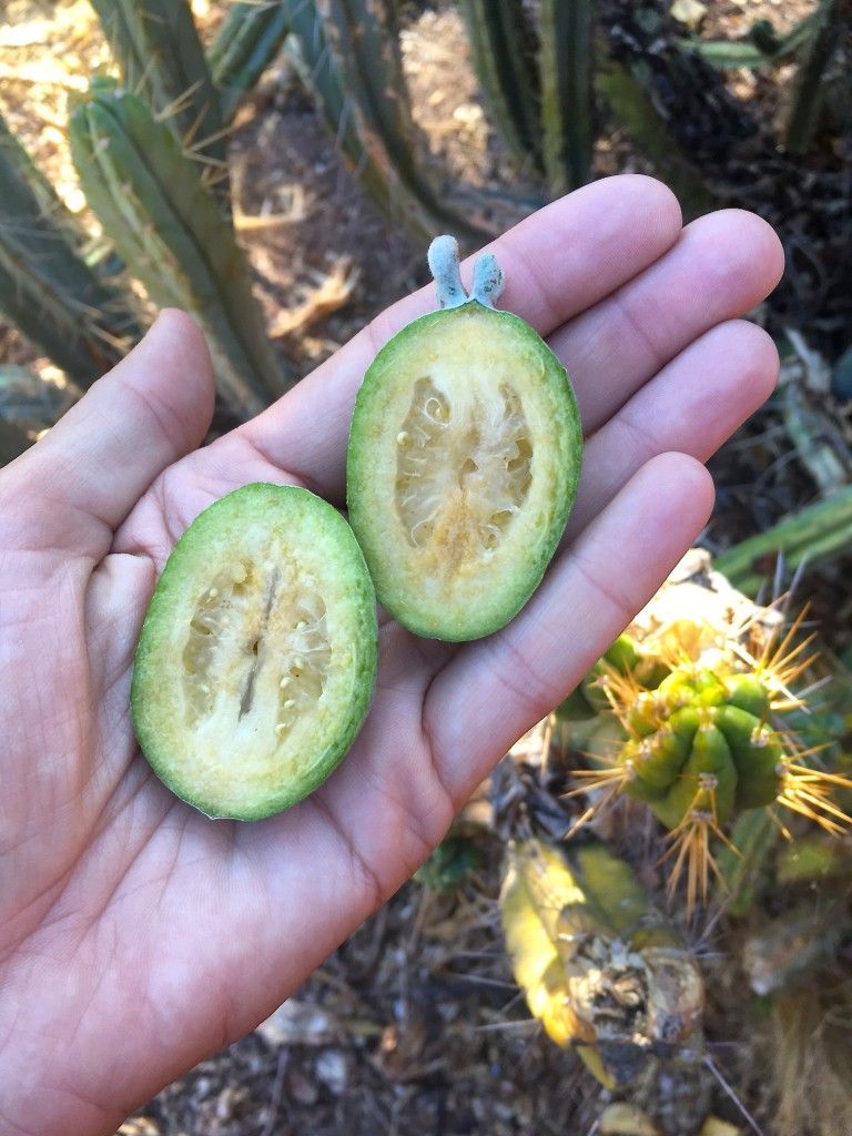 Pineapple Guava Marita Karlson 1